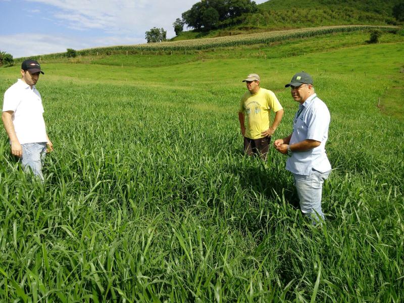 A escolha da forrageira para a formação de pastagens